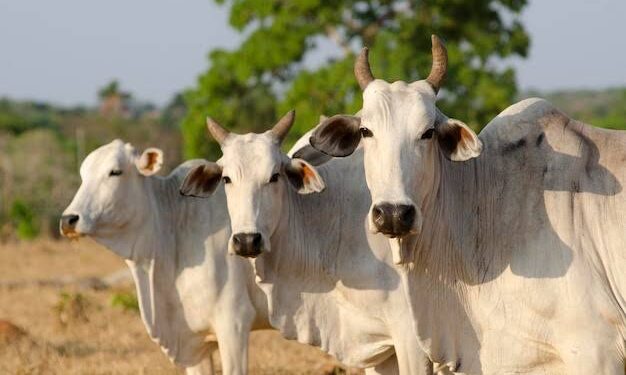 Cows in kenya photo