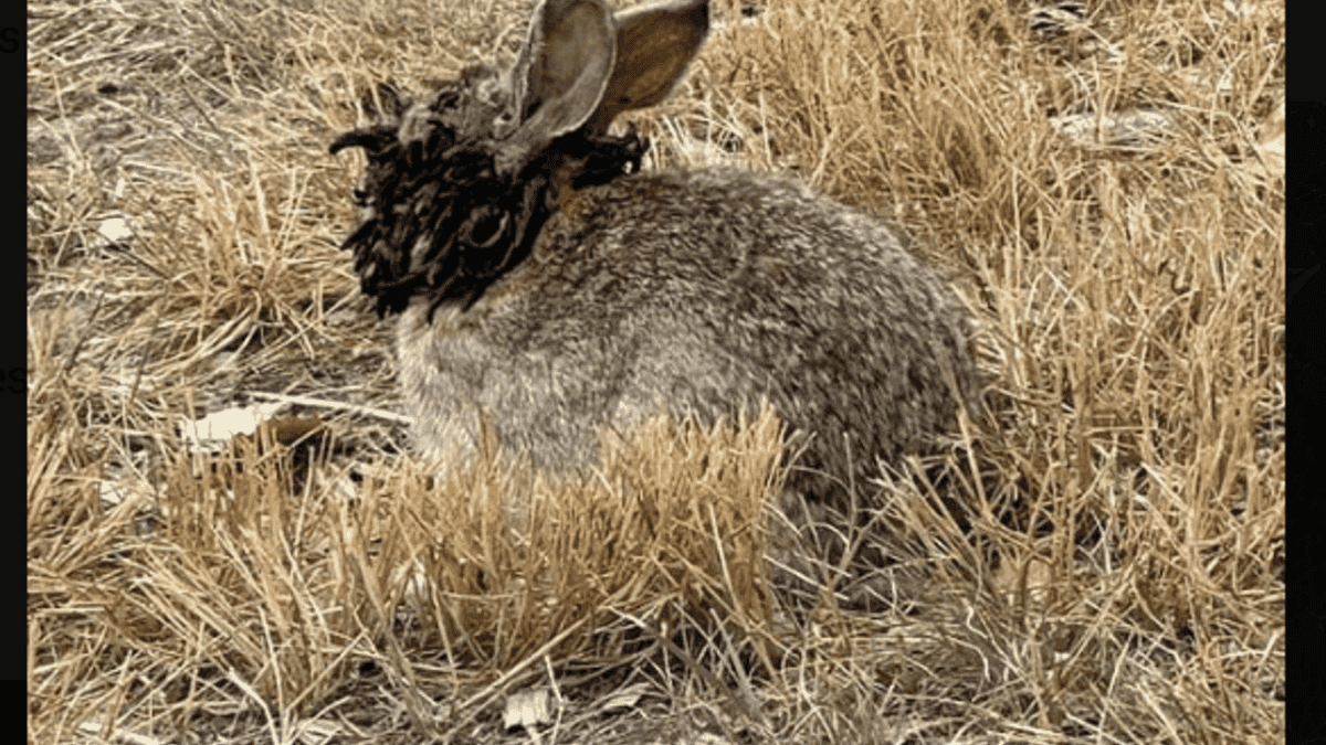 Infected frankenstein rabbits