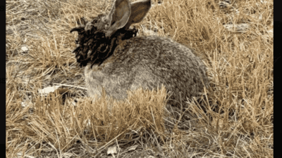 Infected frankenstein rabbits