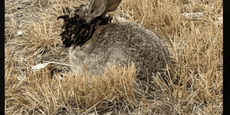 Infected frankenstein rabbits