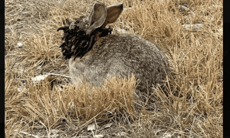 Infected frankenstein rabbits