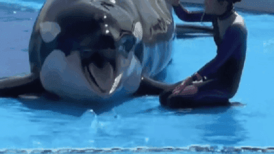 Whale trainer