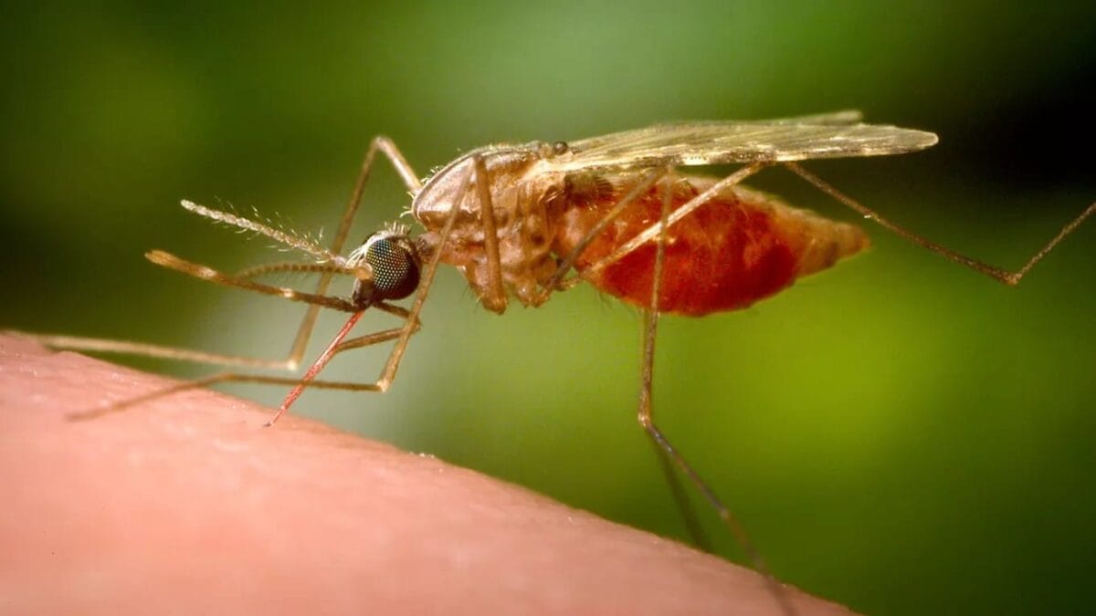 Chikungunya, a mosquito borne virus