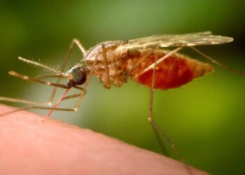 Chikungunya, a mosquito borne virus