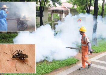 Chikungunya virus infects