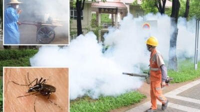 Chikungunya virus infects