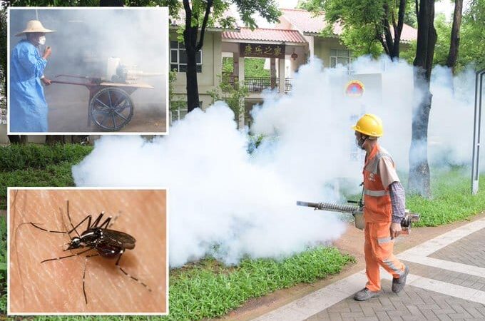 Chikungunya virus infects