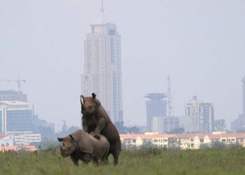 Nairobi national park