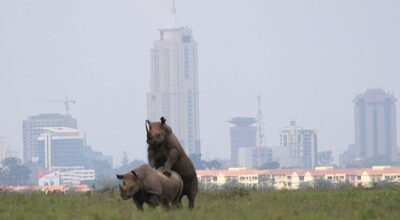 Nairobi national park