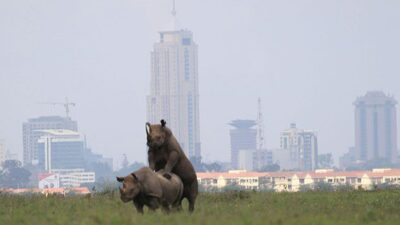 Nairobi national park