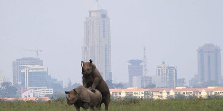 Nairobi national park