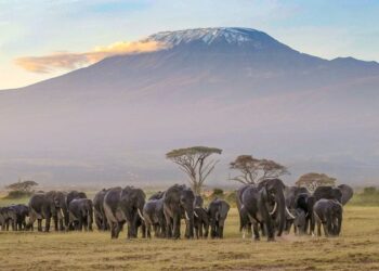 Amboseli national park