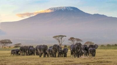 Amboseli national park