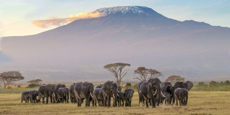 Amboseli national park