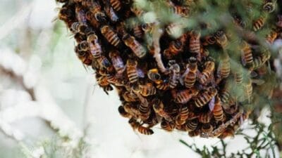 Bees photo
