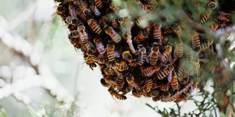 Bees photo