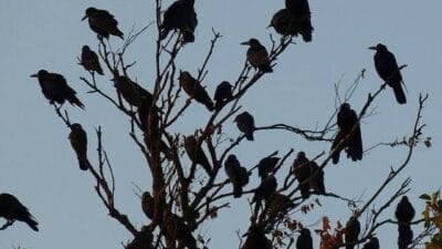 Birds photo