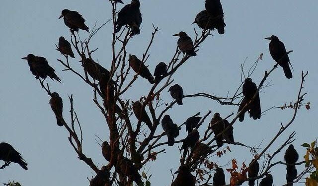 Birds photo
