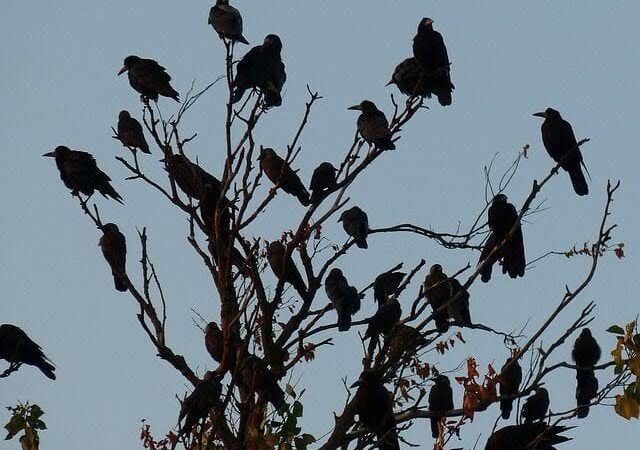 Birds photo