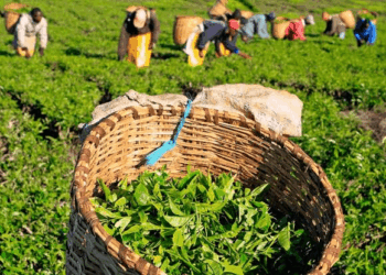 Ktda tea plucking