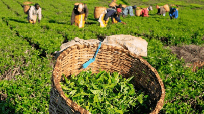 Ktda tea plucking