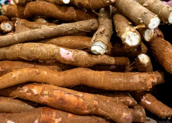 Kenya's gmo cassava kenya