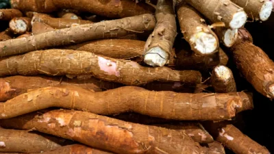 Kenya's gmo cassava kenya