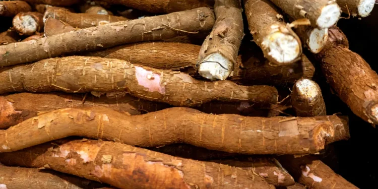 Kenya's gmo cassava kenya