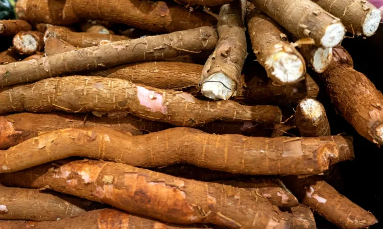 Kenya's gmo cassava kenya