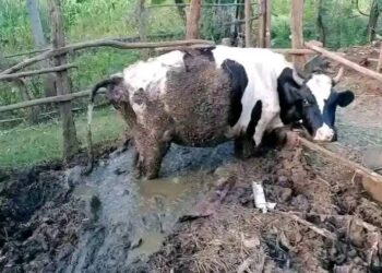 Man in nyamira arrested and fined ksh 50,000 for k