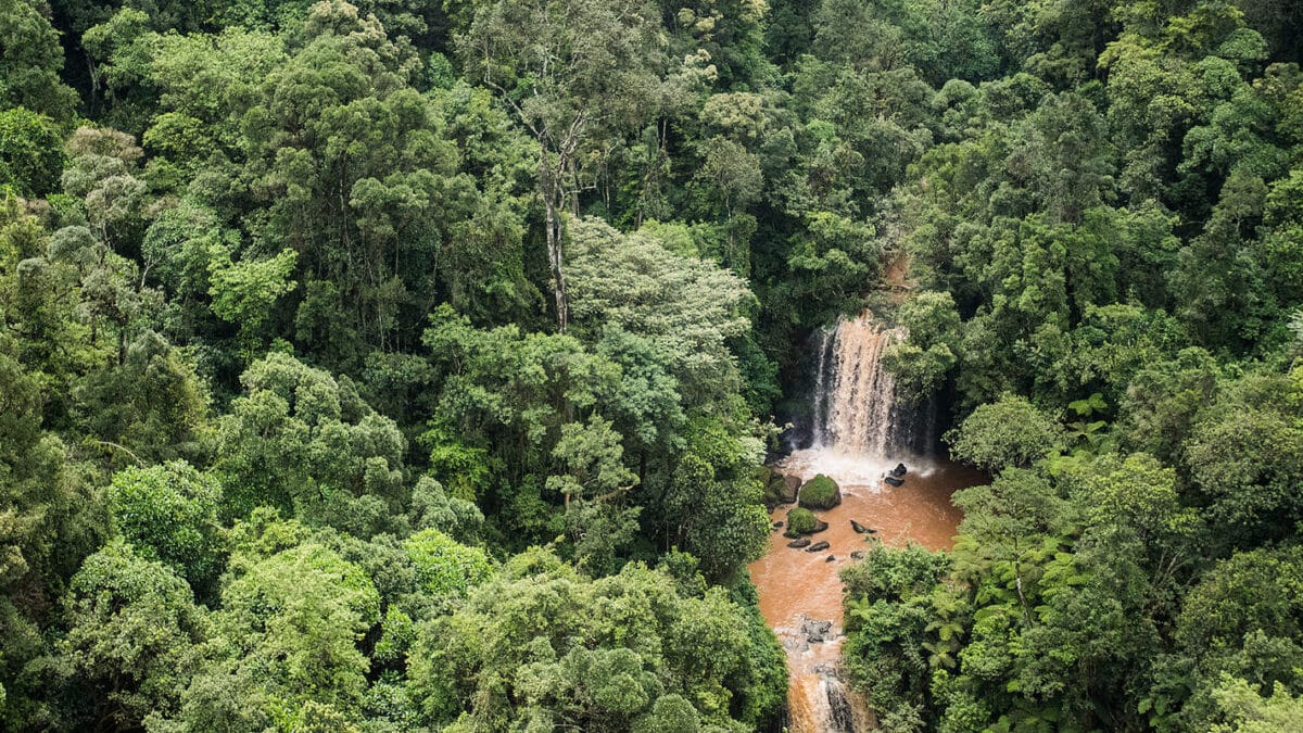 Mau forest