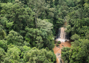 Mau forest