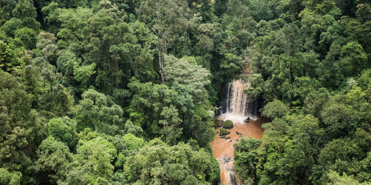 Mau forest