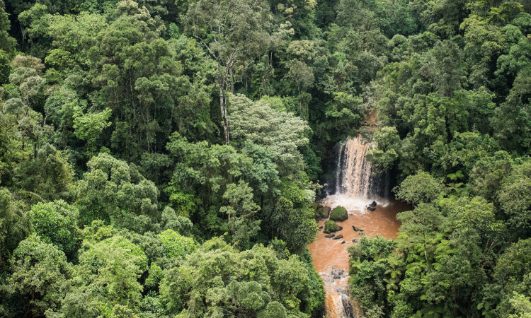 Mau forest