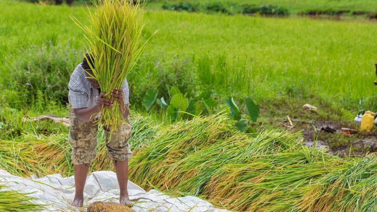 Our mwea rice farmers have invested heavily to pro (3)