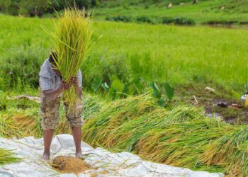 Our mwea rice farmers have invested heavily to pro (3)