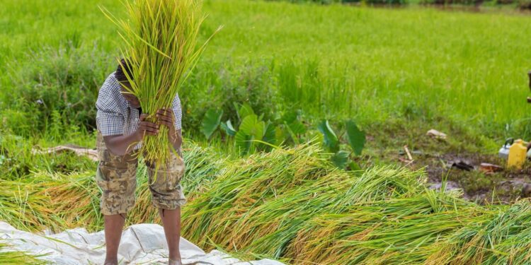 Our mwea rice farmers have invested heavily to pro (3)