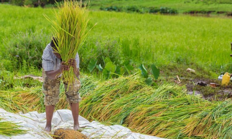 Our mwea rice farmers have invested heavily to pro (3)