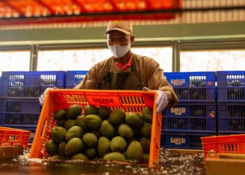 Kakuzi avocado china market