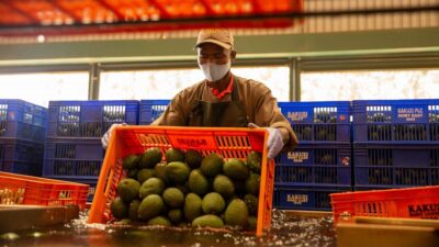 Kakuzi avocado china market
