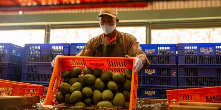 Kakuzi avocado china market