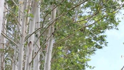 Kenya Court Bans Eucalyptus Near Rivers, Orders 45 Day Uproot