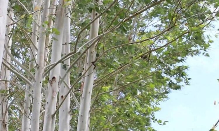 Kenya Court Bans Eucalyptus Near Rivers, Orders 45 Day Uproot