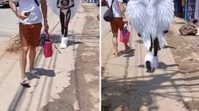 Mombasa woman appearing in public wearing wings like an angel photo