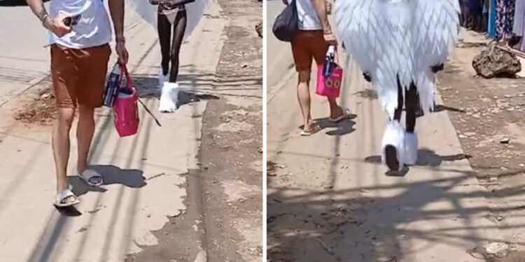 Mombasa woman appearing in public wearing wings like an angel photo
