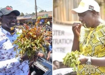 William ruto in meru eating and holding miraa photo