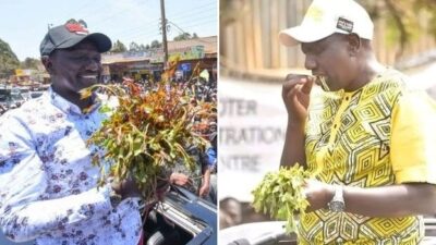 William ruto in meru eating and holding miraa photo