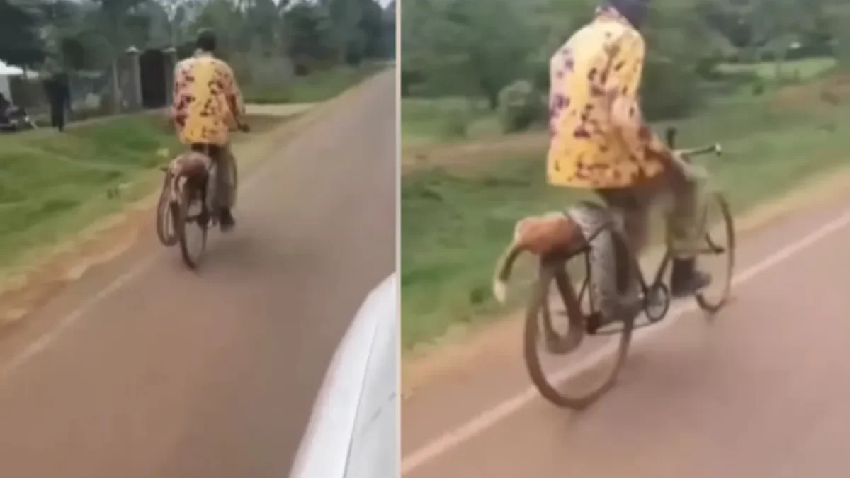 Angry man brought python sigomre police station