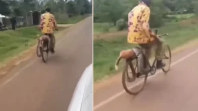 Angry man brought python sigomre police station