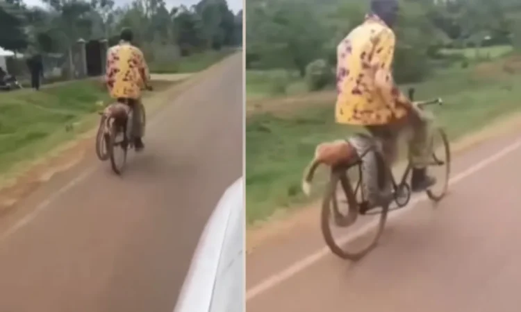 Angry man brought python sigomre police station